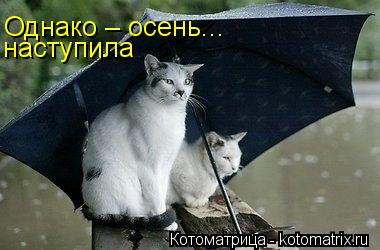 Однако – осень... наступила... Котоматрица: Однако – осень... наступила