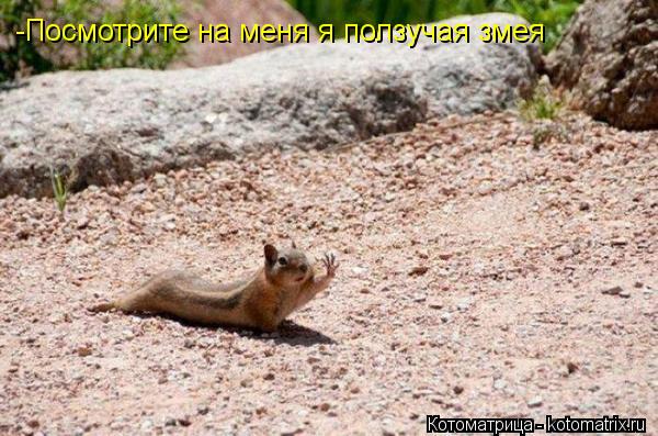 -Посмотрите на меня я ползучая змея... Котоматрица: -Посмотрите на меня я ползучая змея