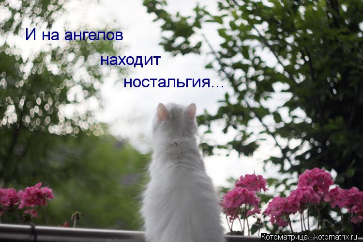 Котоматрица: И на ангелов находит ностальгия...
