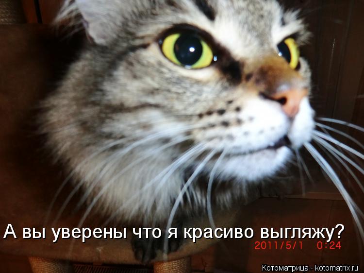 А вы уверены что я красиво выгляжу?... Котоматрица: А вы уверены что я красиво выгляжу?