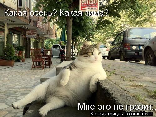 Какая осень? Какая зима? Мне это не грозит...... Котоматрица: Какая осень? Какая зима? Мне это не грозит...
