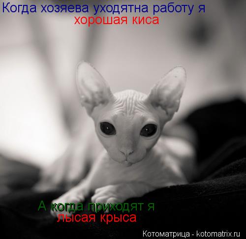 Когда хозяева уходятна работу я хорошая киса А когда приходят я лысая крыса... Котоматрица: Когда хозяева уходятна работу я хорошая киса А когда приходят я лысая крыса