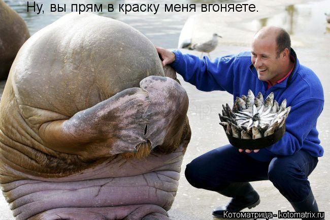 Ну, вы прям в краску меня вгоняете.... Котоматрица: Ну, вы прям в краску меня вгоняете.