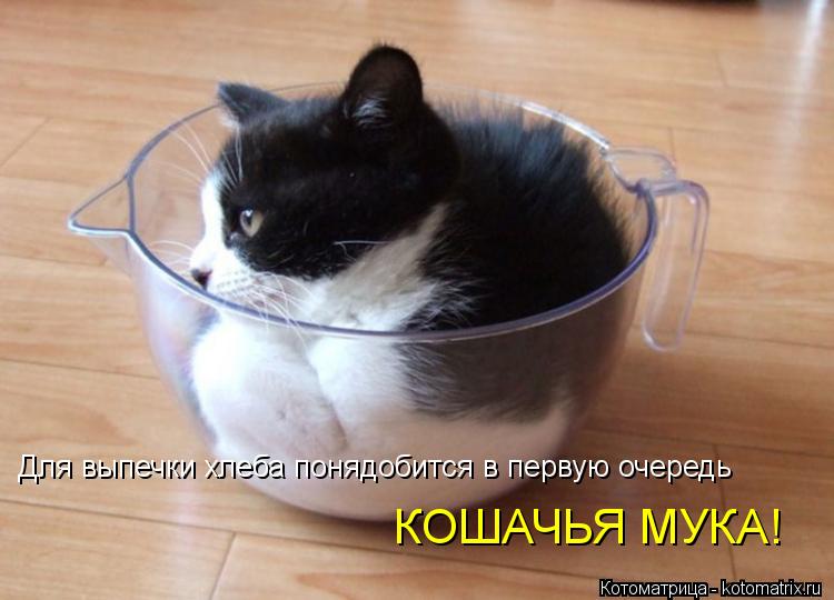 Для выпечки хлеба понядобится в первую очередь КОШАЧЬЯ МУКА!... Котоматрица: Для выпечки хлеба понядобится в первую очередь КОШАЧЬЯ МУКА!