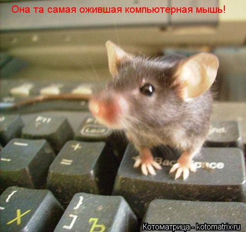 Она та самая ожившая компьютерная мышь!... Котоматрица: Она та самая ожившая компьютерная мышь!