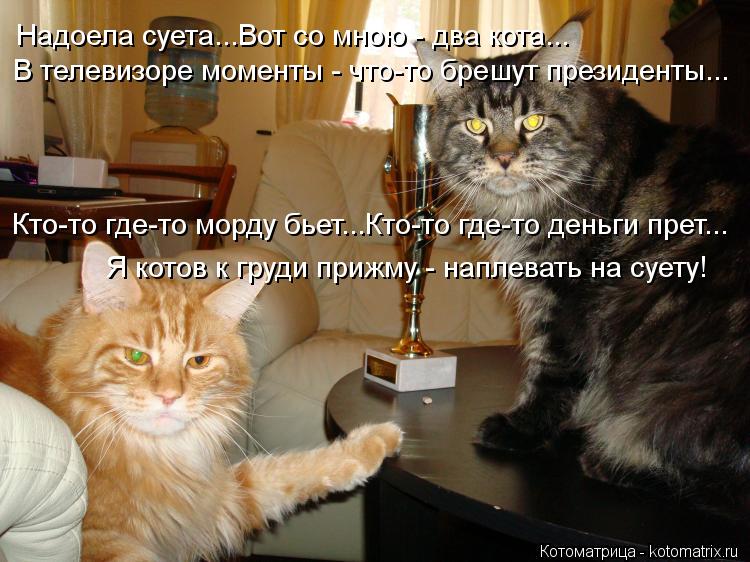 Котоматрица: Надоела суета...Вот со мною - два кота... В телевизоре моменты - что-то брешут президенты... Кто-то где-то морду бьет...Кто-то где-то деньги прет... 