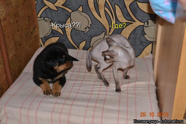 -Крыса??! -Где?... Котоматрица: -Крыса??! -Где?