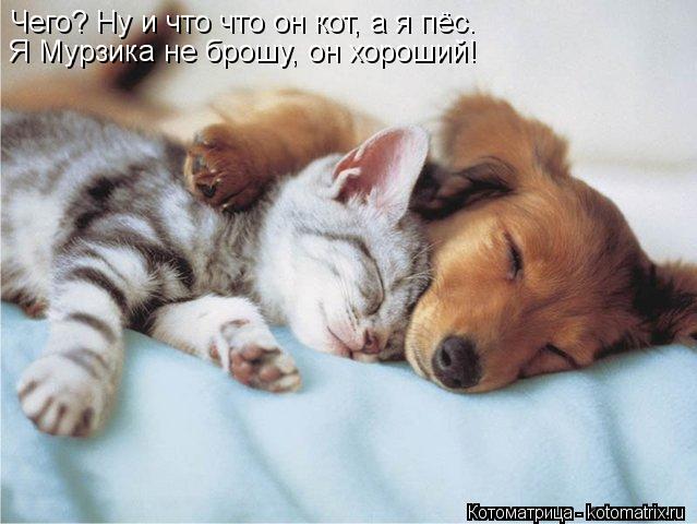 Чего? Ну и что что он кот, а я пёс. Я Мурзика не брошу, он хороший!... Котоматрица: Чего? Ну и что что он кот, а я пёс. Я Мурзика не брошу, он хороший!