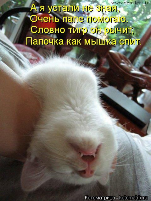 Котоматрица: А я устали не зная, Очень папе помогаю. Словно тигр он рычит, Папочка как мышка спит.