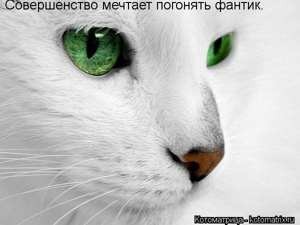 Совершенство мечтает погонять фантик.... Котоматрица: Совершенство мечтает погонять фантик.