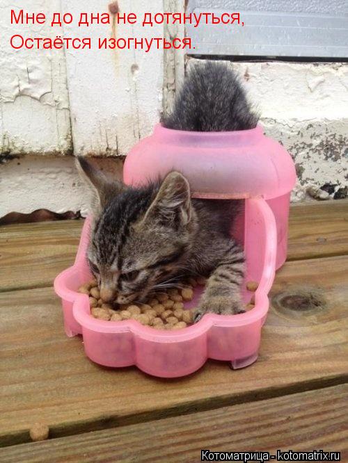 Мне до дна не дотянуться, Остаётся изогнуться.... Котоматрица: Мне до дна не дотянуться, Остаётся изогнуться.