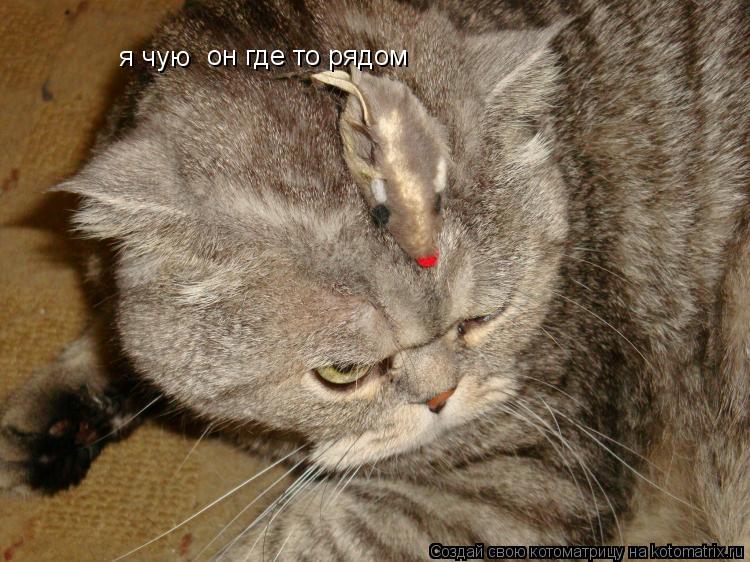 Котоматрица: я чую он где то рядом