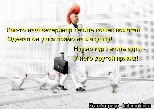 Котоматрица: Как-то наш ветеринар лечить кошек помогал... Одевал он ушки прямо на макушку! Нужно кур лечить идти - У него другой прикид!