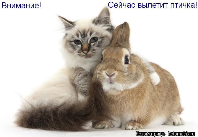 Котоматрица: Внимание!  Сейчас вылетит птичка!