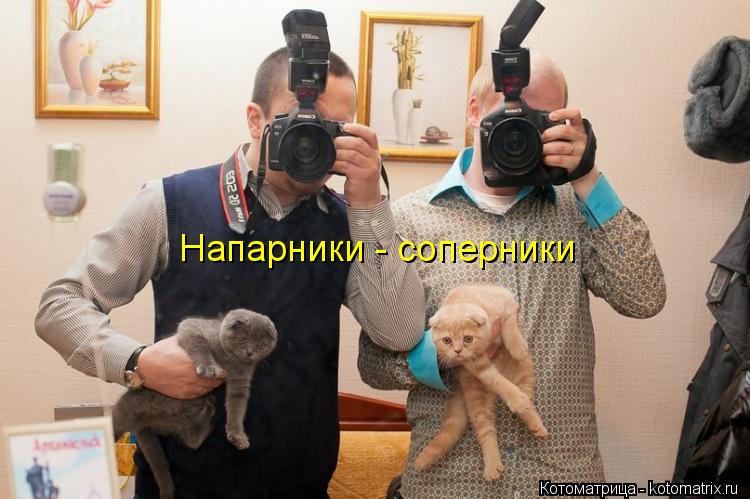 Котоматрица: Напарники - соперники