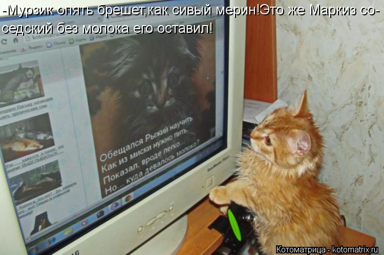 Котоматрица: -Мурзик опять брешет,как сивый мерин!Это же Маркиз со- седский без молока его оставил!