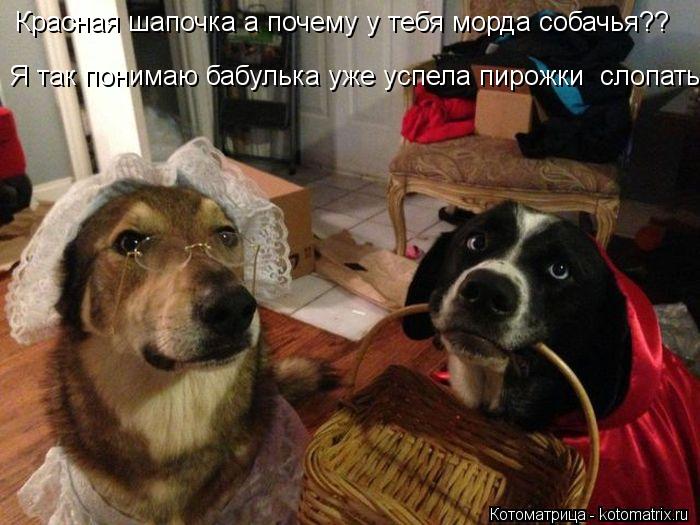Красная шапочка а почему у тебя морда собачья?? Я так понимаю бабулька уже успела пирожки слопать?! ... Котоматрица: Красная шапочка а почему у тебя морда собачья?? Я так понимаю бабулька уже успела пирожки слопать?! Я так понимаю бабулька уже успела пирожк