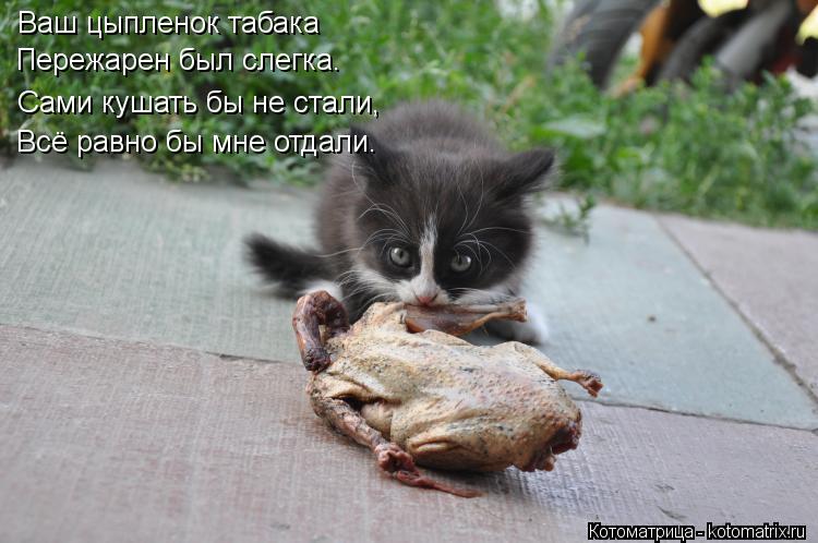 Котоматрица: Ваш цыпленок табака Пережарен был слегка. Сами кушать бы не стали, Всё равно бы мне отдали.