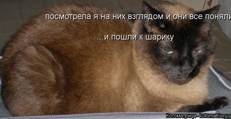 Котоматрица: посмотрела я на них взглядом и они все поняли ...и пошли к шарику
