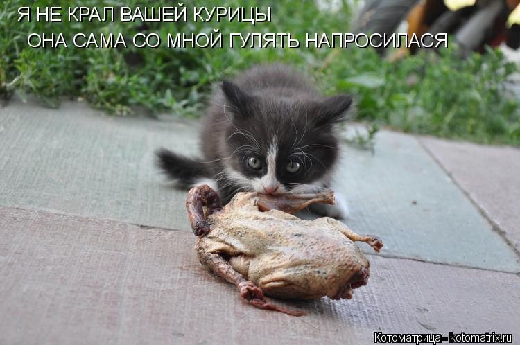 Котоматрица: Я НЕ КРАЛ ВАШЕЙ КУРИЦЫ ОНА САМА СО МНОЙ ГУЛЯТЬ НАПРОСИЛАСЯ
