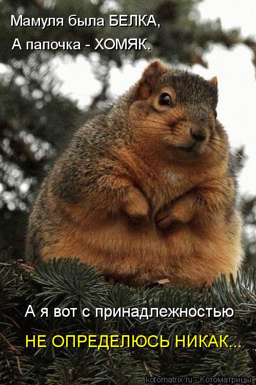 Мамуля была БЕЛКА, А папочка - ХОМЯК. А я вот с принадлежностью НЕ ОПРЕДЕЛЮСЬ НИКАК...... Котоматрица: Мамуля была БЕЛКА, А папочка - ХОМЯК. А я вот с принадлежностью НЕ ОПРЕДЕЛЮСЬ НИКАК...