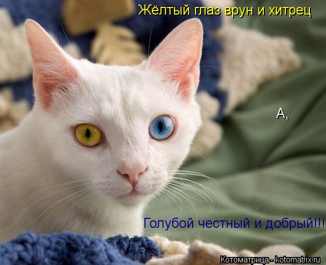 Котоматрица: Жёлтый глаз врун и хитрец А, Голубой честный и добрый!!!
