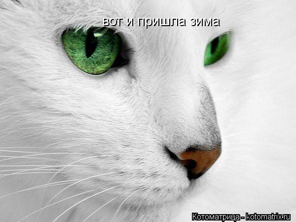 вот и пришла зима... Котоматрица: вот и пришла зима