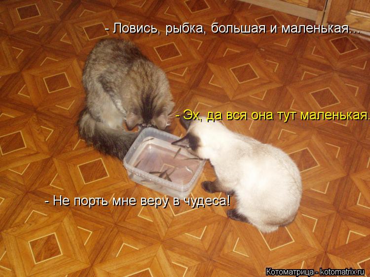 Котоматрица: - Ловись, рыбка, большая и маленькая... - Ловись, рыбка, большая и маленькая... - Эх, да вся она тут маленькая. - Не порть мне веру в чудеса!