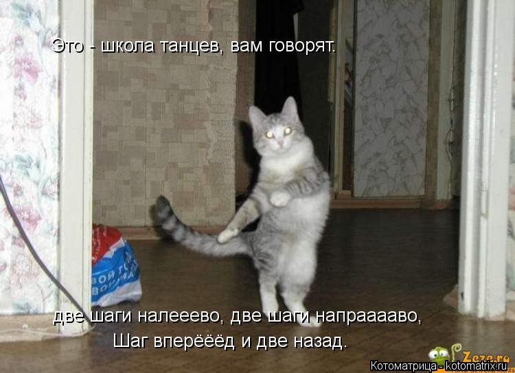 Котоматрица: Это - школа танцев, вам говорят. две шаги налееево, две шаги напрааааво,  Шаг вперёёёд и две назад.