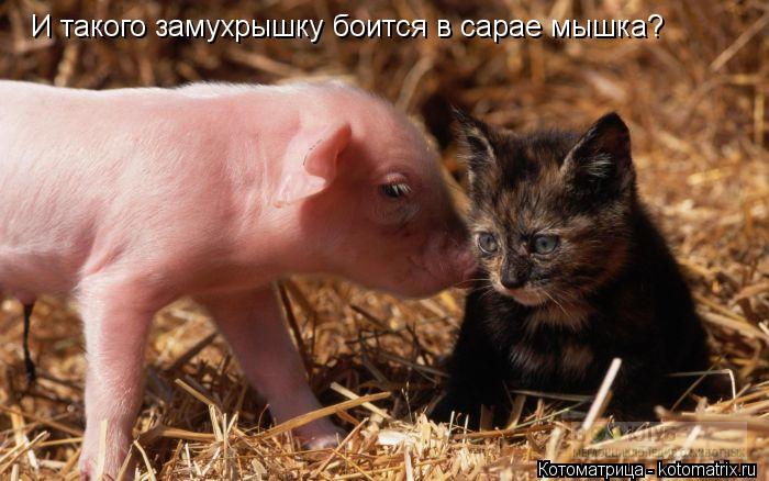 И такого замухрышку боится в сарае мышка?... Котоматрица: И такого замухрышку боится в сарае мышка?