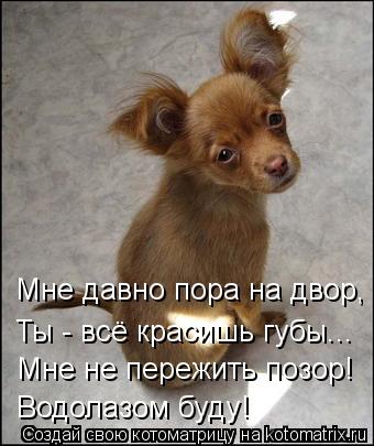 Котоматрица: Мне давно пора на двор, Ты - всё красишь губы... Мне не пережить позор! Водолазом буду!
