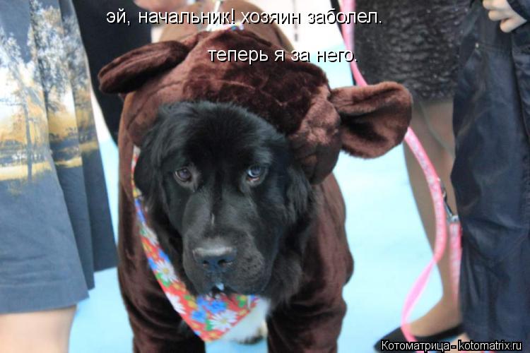 Котоматрица: эй, начальник! хозяин заболел. теперь я за него.
