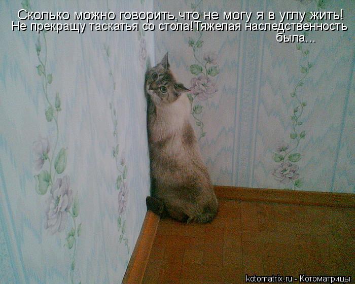 Котоматрица: Сколько можно говорить,что не могу я в углу жить! Не прекращу таскатья со стола!Тяжелая наследственность была...