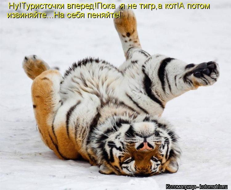 Ну!Туристочки вперед!Пока я не тигр,а кот!А потом извиняйте...На себя пеняйте!... Котоматрица: Ну!Туристочки вперед!Пока я не тигр,а кот!А потом извиняйте...На себя пеняйте!