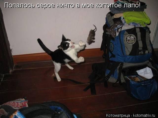 Котоматрица: Попалось серое ничто в мое когтитое лапо!