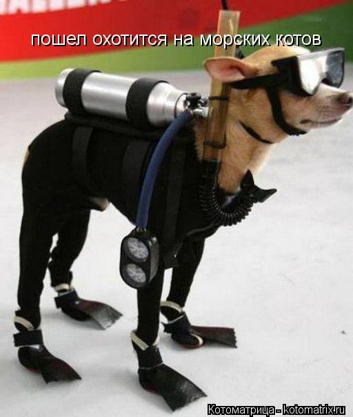Котоматрица: пошел охотится на морских котов