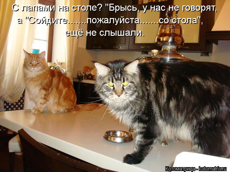 Котоматрица: С лапами на столе? "Брысь, у нас не говорят, а "Сойдите.......пожалуйста.......со стола", ещё не слышали.