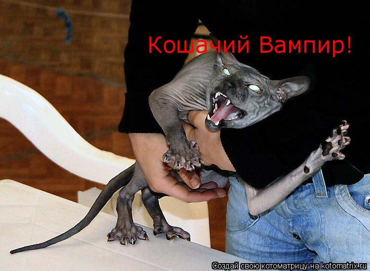 Котоматрица: Кошачий Вампир!