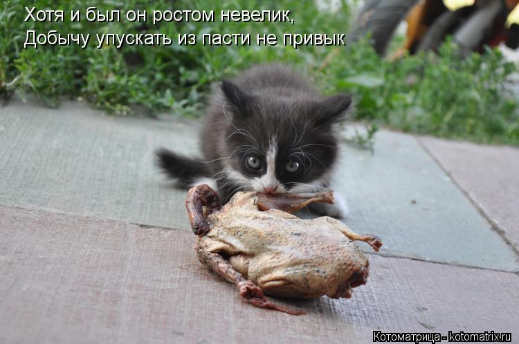 Котоматрица: Хотя и был он ростом невелик, Добычу упускать из пасти не привык