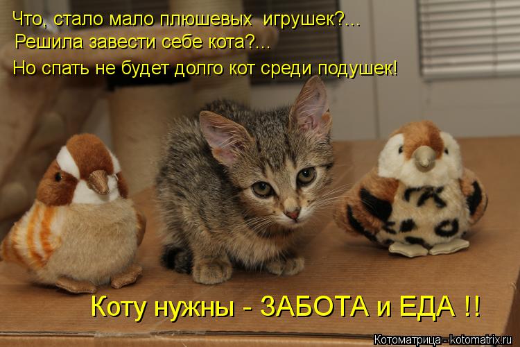 Что, стало мало плюшевых игрушек?... Решила завести себе кота?... Но спать не будет долго кот среди ... Котоматрица: Что, стало мало плюшевых игрушек?... Решила завести себе кота?... Но спать не будет долго кот среди подушек! Коту нужны - ЗАБОТА и ЕДА !!