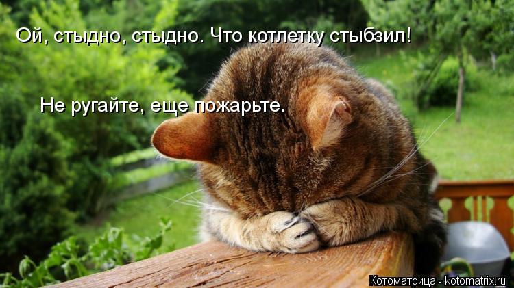 Котоматрица: Ой, стыдно, стыдно. Что котлетку стыбзил! Не ругайте, еще пожарьте.