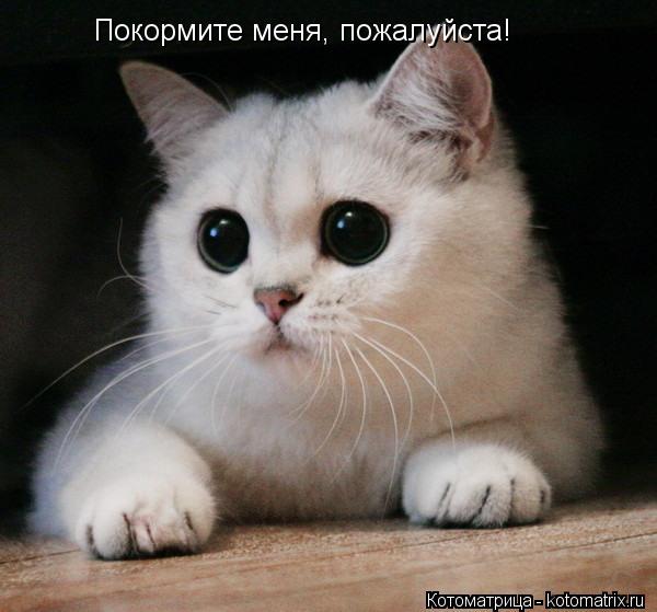 Покормите меня, пожалуйста!... Котоматрица: Покормите меня, пожалуйста!