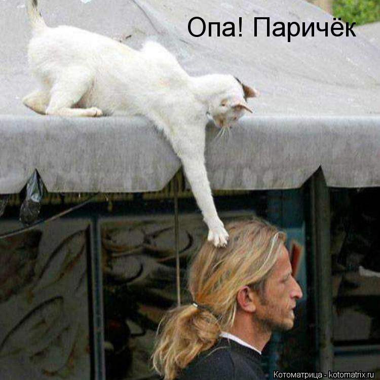 Котоматрица: Опа! Паричёк
