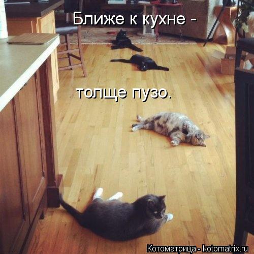 Котоматрица: Ближе к кухне -  толще пузо.