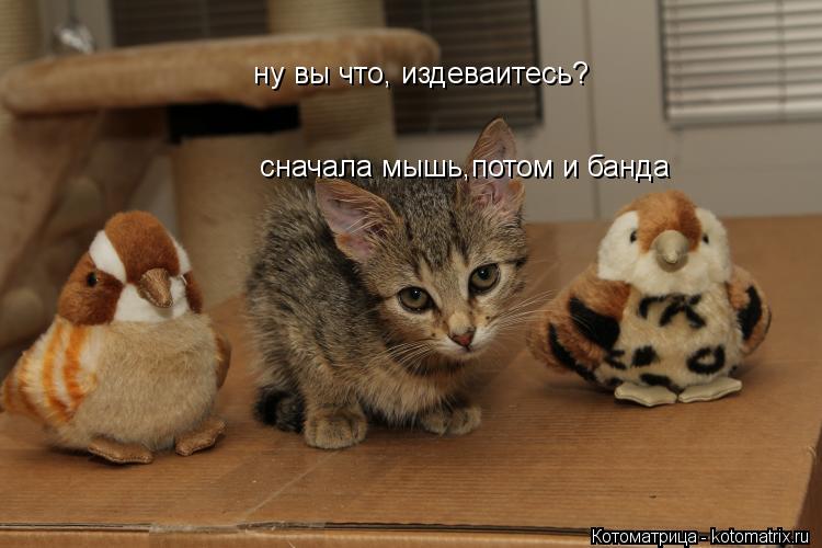 Котоматрица: ну вы что, издеваитесь? сначала мышь,потом и банда