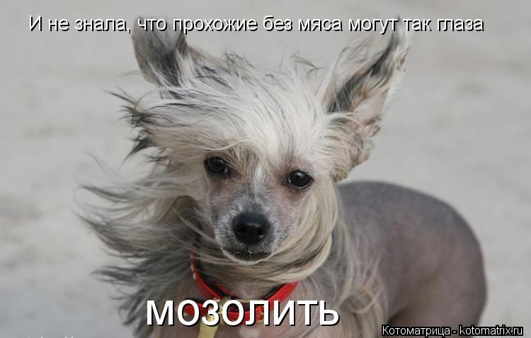 Котоматрица: И не знала, что прохожие без мяса могут так глаза  мозолить
