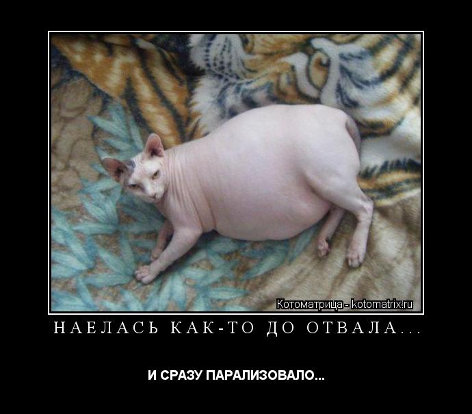 Котоматрица: НАЕЛАСЬ КАК-ТО ДО ОТВАЛА... И СРАЗУ ПАРАЛИЗОВАЛО...