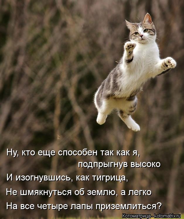 Ну, кто еще способен так как я, подпрыгнув высоко И изогнувшись, как тигрица, Не шмякнуться об землю... Котоматрица: Ну, кто еще способен так как я, подпрыгнув высоко И изогнувшись, как тигрица, Не шмякнуться об землю, а легко На все четыре лапы приземлиться