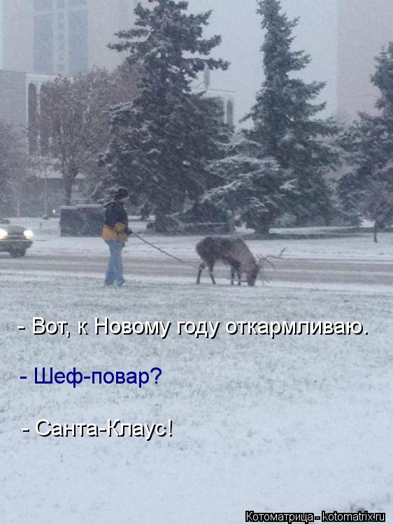 Котоматрица: - Вот, к Новому году откармливаю. - Шеф-повар? - Санта-Клаус!