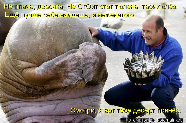 Котоматрица: Ещё лучше себе найдешь, и неженатого. Смотри, я вот тебе десерт принёс. Не плачь, девочка. Не СтОит этот тюлень  твоих слёз.